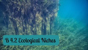 IB - B 4.2 - Ecological Niches